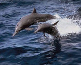 galleria delfini 3